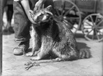 Raccoon on Leash by Lyman Dwight Wooster