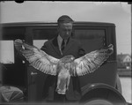 Sharp-Shinned Hawk's Wingspan by Lyman Dwight Wooster