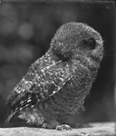 Tawny Owl Owlet by Lyman Dwight Wooster