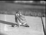 Juvenile Sparrowhawk by Lyman Dwight Wooster