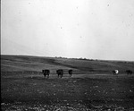 Cows on a Range by Lyman Dwight Wooster