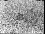 Rattlesnake Coiled up in a Field by Lyman Dwight Wooster