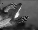 Badger Paws by Lyman Dwight Wooster