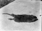 Rat on the Sidewalk by Lyman Dwight Wooster