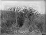 Yucca Plants by Lyman Dwight Wooster