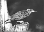 Bird by Lyman Dwight Wooster