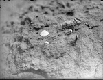 Geological Find: Shells by Lyman Dwight Wooster