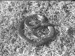 Bull Snake in Grass by Lyman Dwight Wooster