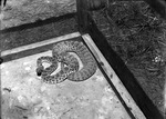 Captured Rattlesnake by Lyman Dwight Wooster