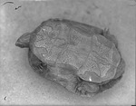 Turtle Plastron (Lower Shell) by Lyman Dwight Wooster
