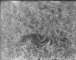 Snake Coiled in Grass by Lyman Dwight Wooster