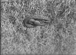 Snake in Grass by Lyman Dwight Wooster