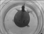 Soft-shell Turtle in a Jar by Lyman Dwight Wooster