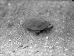 Box Turtle by Lyman Dwight Wooster