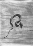 Bull Snake by Lyman Dwight Wooster