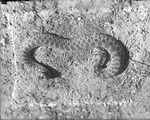 Gopher Snake in Dirt by Lyman Dwight Wooster