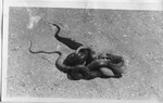 Coiled Snakes by Lyman Dwight Wooster