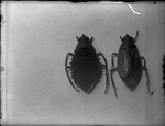 Zaitha Bugs by Lyman Dwight Wooster
