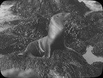 Sea Lion Sunning in Pacific Grove, California by Lyman Dwight Wooster