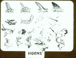 Horns Adaptation by Lyman Dwight Wooster