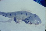 Ambystoma Tigrine/Tiger Salamander by Lyman Dwight Wooster