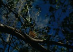 Young American Robin by Lyman Dwight Wooster