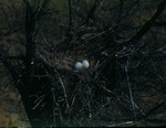 Great Horned Owl Eggs in a Nest by Lyman Dwight Wooster