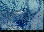 Great Horned Owl Nest by Lyman Dwight Wooster