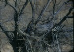 Great Horned Owl in Nest by Lyman Dwight Wooster
