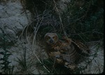 Young Great Horned Owl in the Chalk Beds by Lyman Dwight Wooster