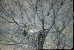 Great Horned Owl Eggs by Lyman Dwight Wooster