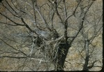 Great Horned Owl in a Nest in the Trees by Lyman Dwight Wooster